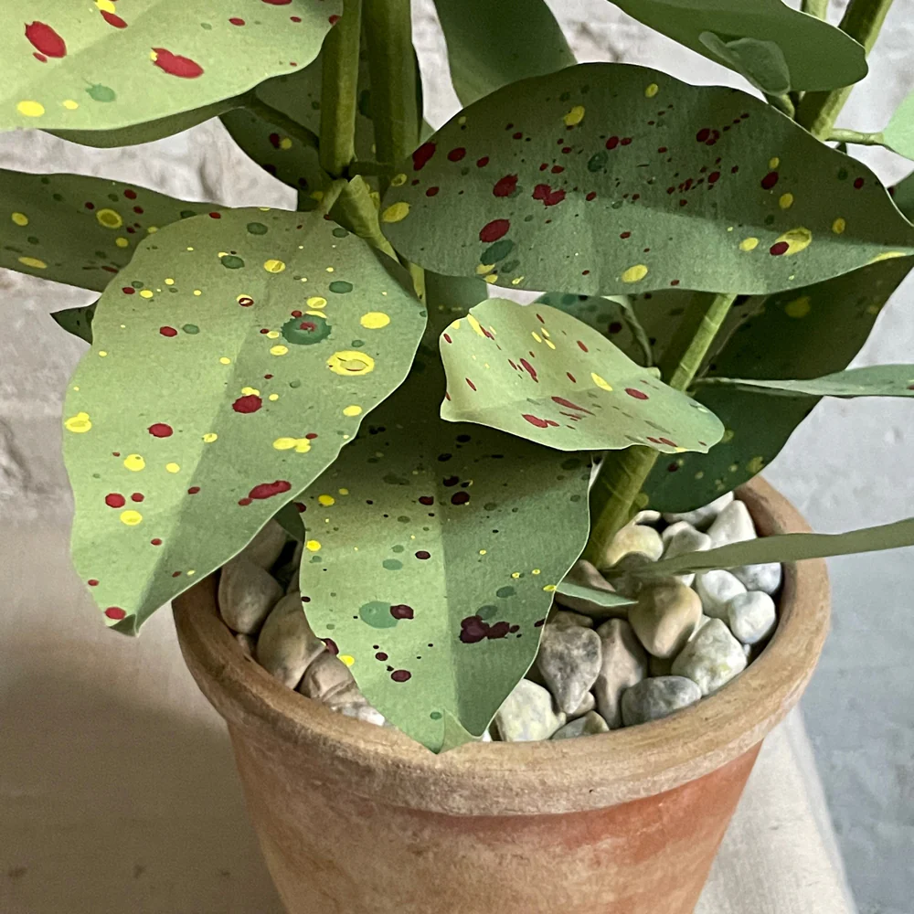 The Green Vase Potted Coleus Plant - Image 2