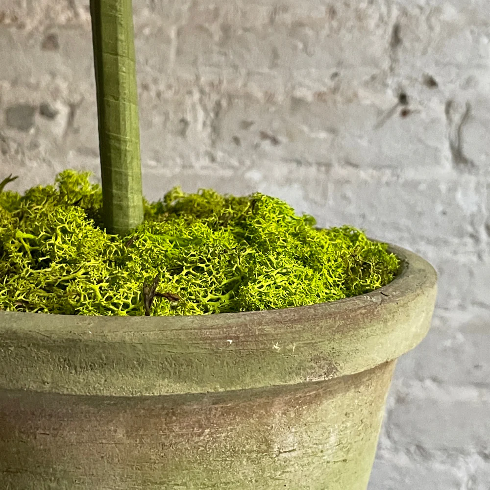 The Green Vase Potted Plum Tree - Image 2