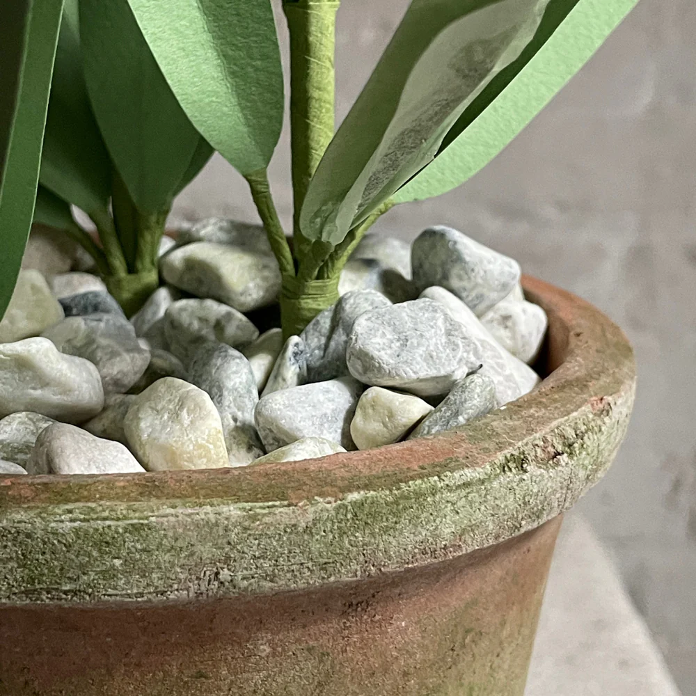 The Green Vase Potted Yellow Narcissus - Image 4
