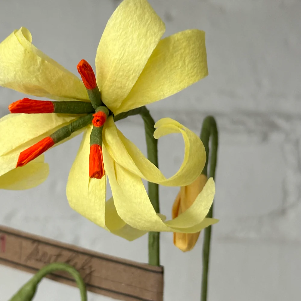 The Green Vase Trout Lily - Image 3