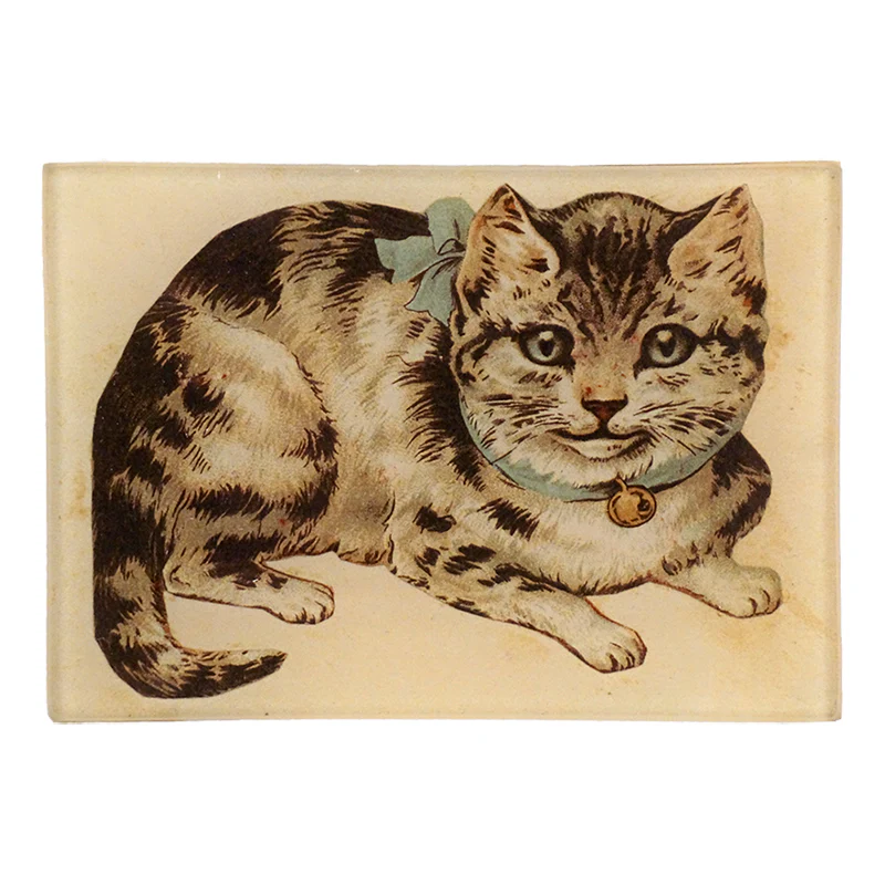 Kitty