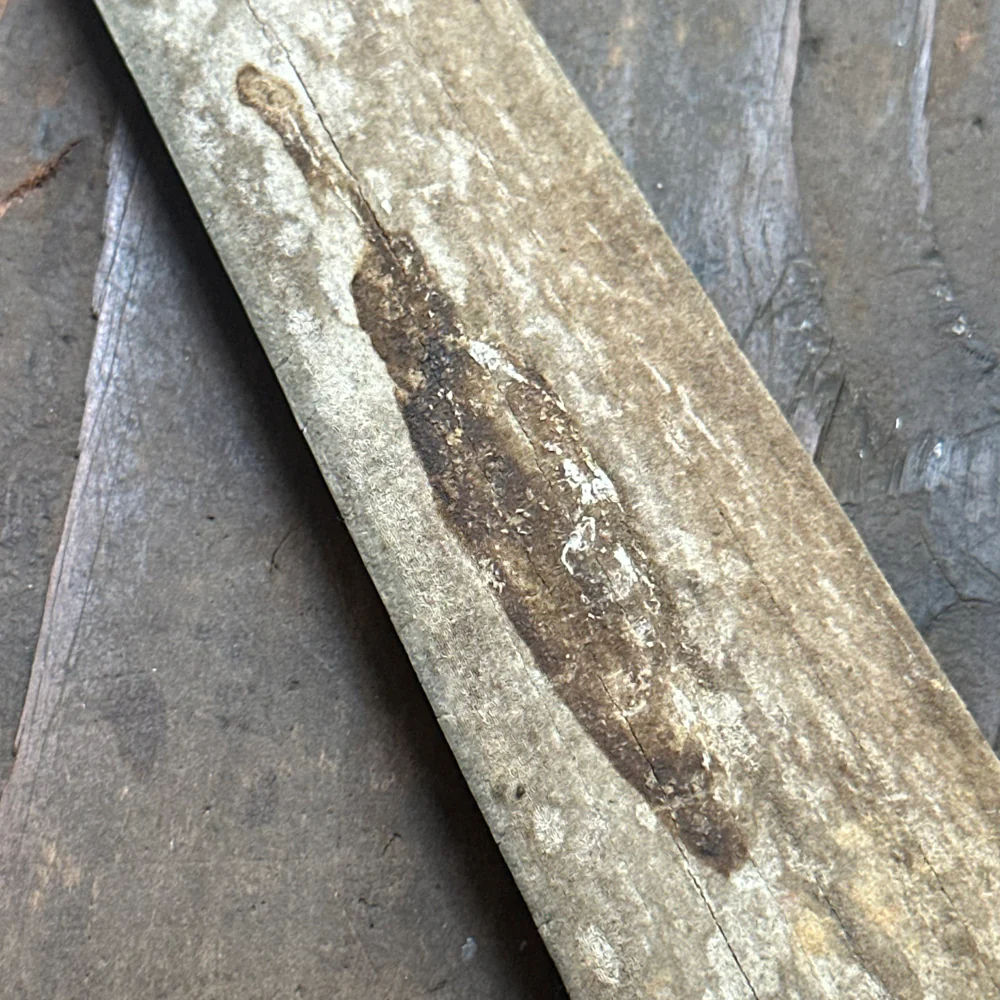 Vintage 31.5" Swordfish Rostrum - Image 4